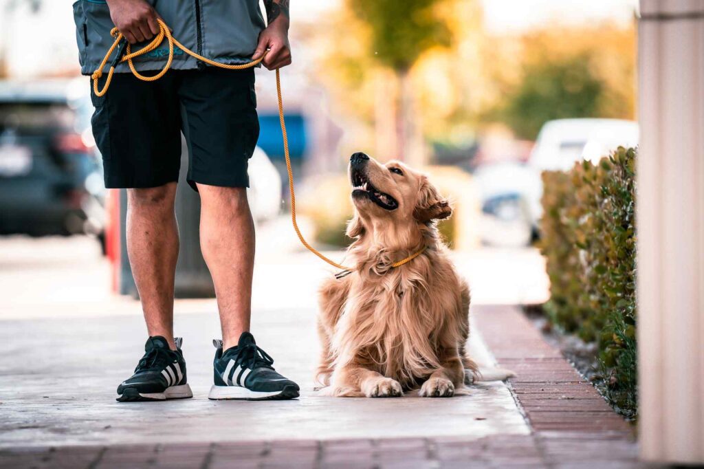 Therapy Dog Training Dog Training Bakersfield CA